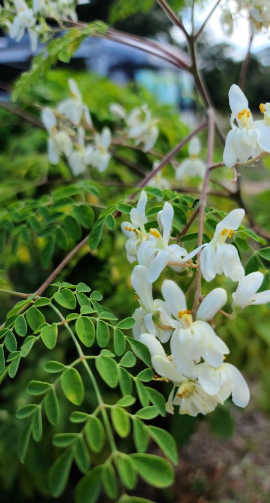 Moringa Infused Oil - Southern Sol