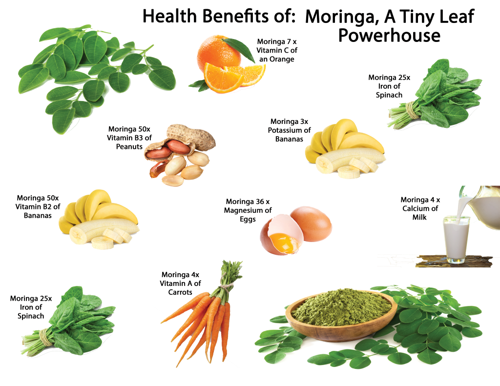 Moringa Infused Oil - Southern Sol