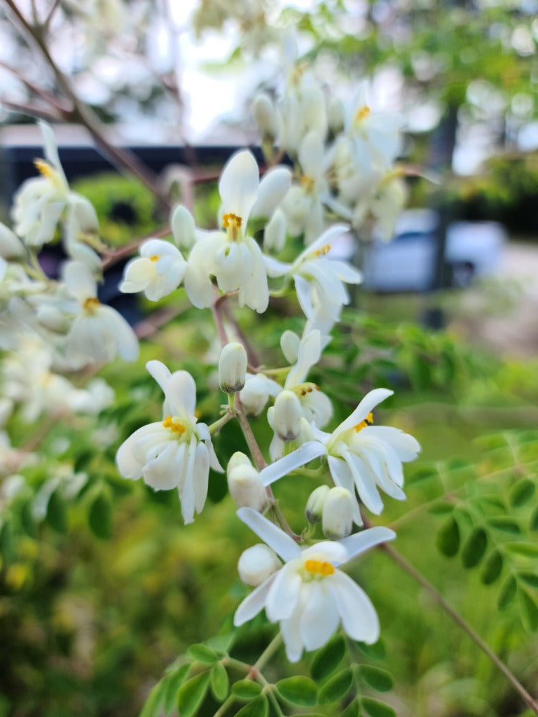 Moringa Flower Essence - Southern Sol