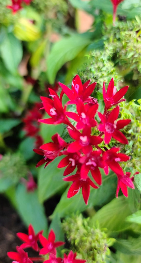 Penta Flower Essence - Southern Sol