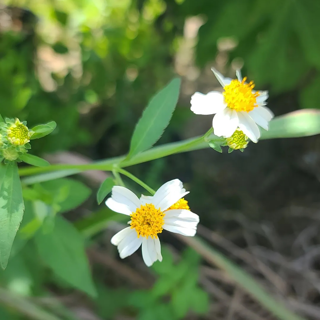 Bidens Alba Flower Essence - Southern Sol