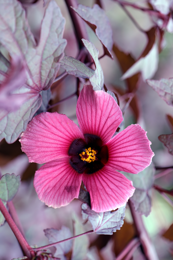 Cranberry Hibiscus Flower Essence - Southern Sol