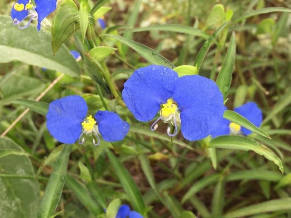 White Mouth Day Flower Essence - Southern Sol