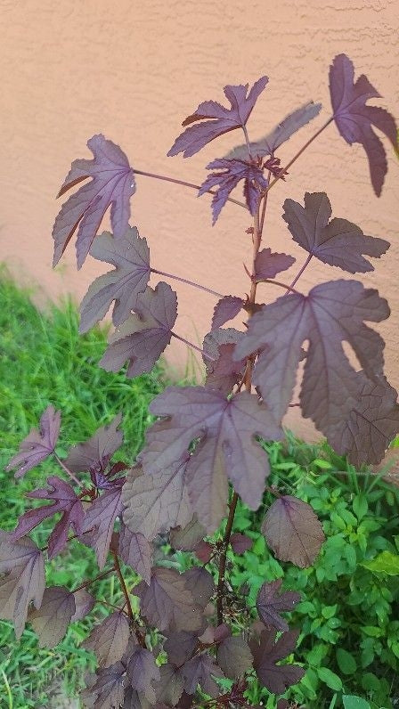 Cranberry Hibiscus Flower Essence - Southern Sol