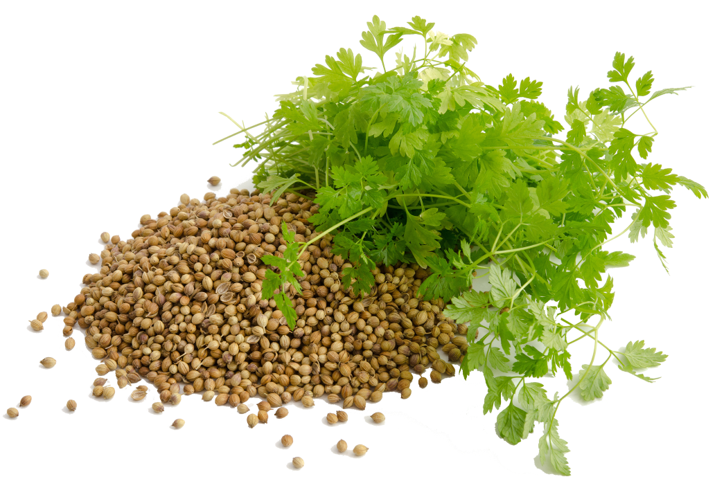 Cilantro - Southern Sol