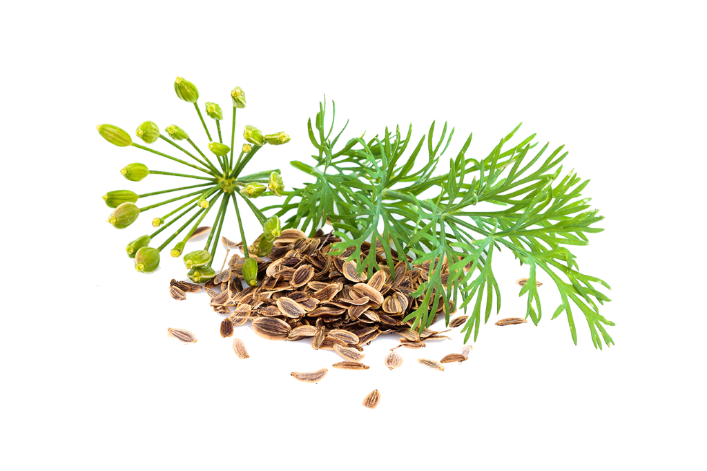 Fennel - Southern Sol