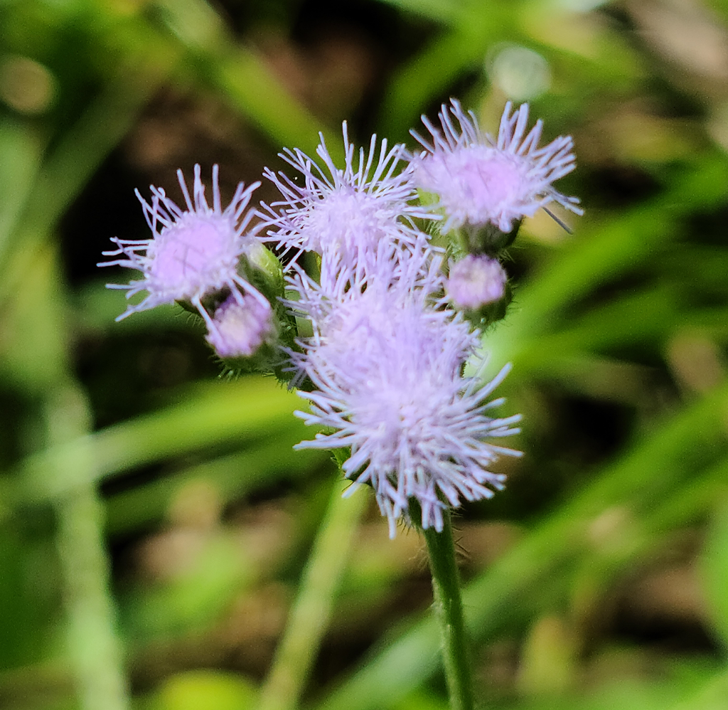Blue Mist Flower Essence - Southern Sol