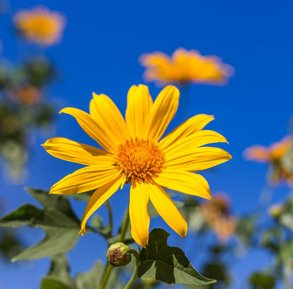 Mexican Sunflower Flower Essence - Southern Sol