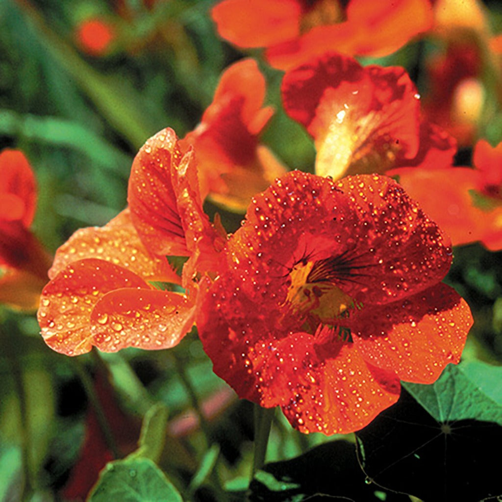 Nastrium Flower Essence - Southern Sol