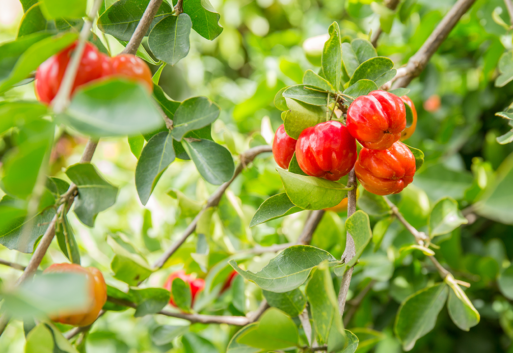 Guava Leaf and Barbados Cherry Leaf Tea - Southern Sol