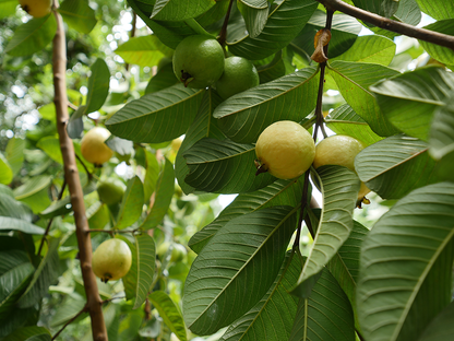 Guava Leaf and Barbados Cherry Leaf Tea - Southern Sol