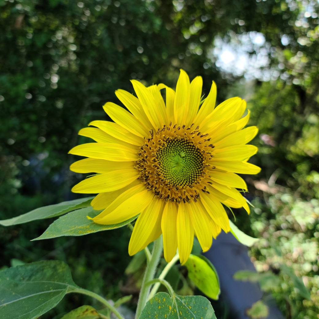Yellow sunflower with green leaves against a blurred natural background florida