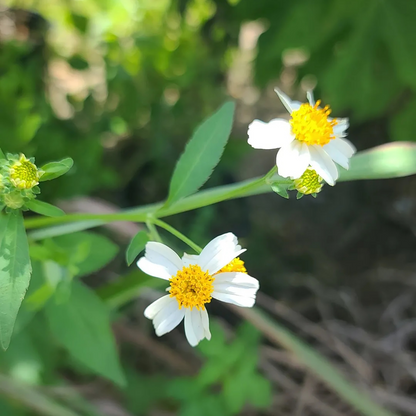Bidens Alba Flower Essence - Southern Sol