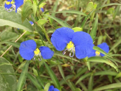 White Mouth Day Flower Essence - Southern Sol