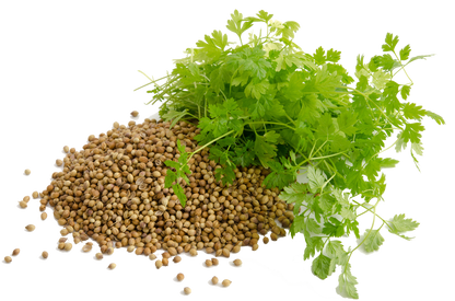 Cilantro - Southern Sol