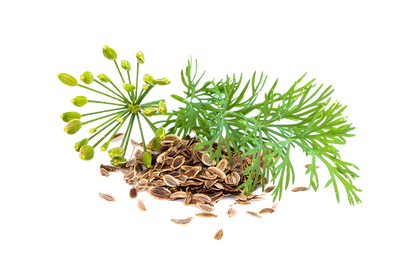 Fennel - Southern Sol