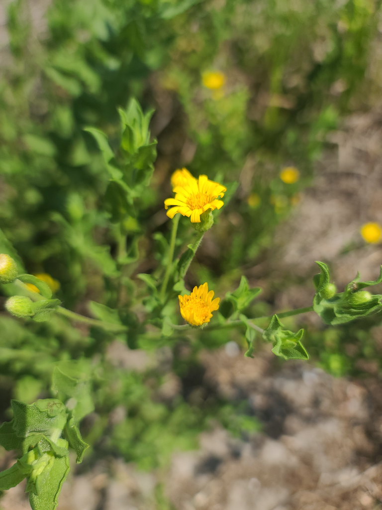 Camphorweed Flower Essence - Southern Sol