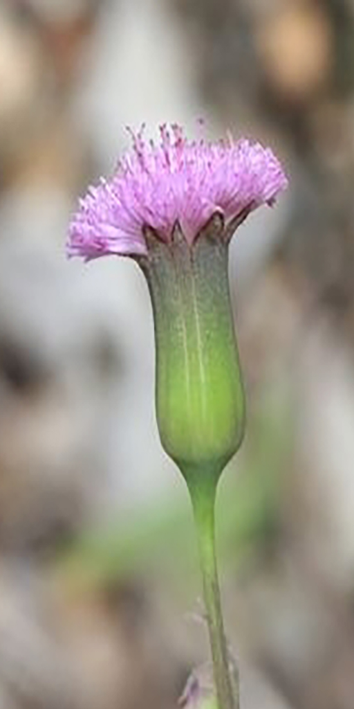 Lilac Tassle Flower Essence - Southern Sol