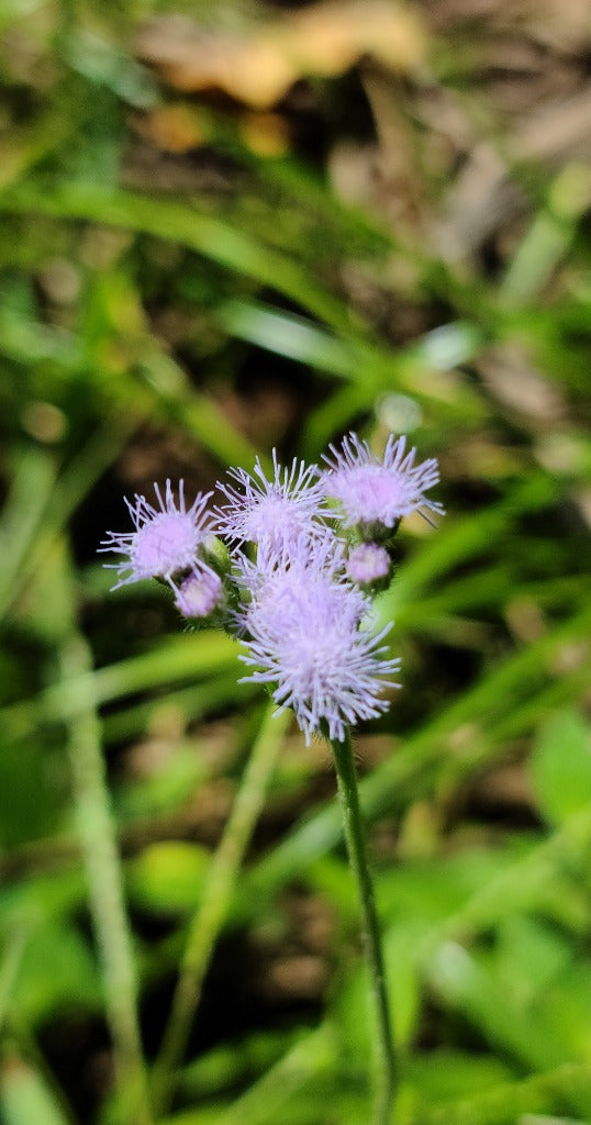 Blue Mist Flower Essence - Southern Sol