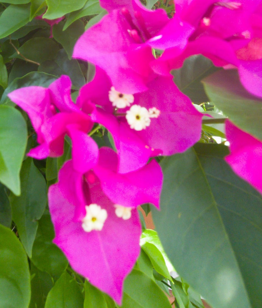 Bougainvillea Flower Essence - Southern Sol