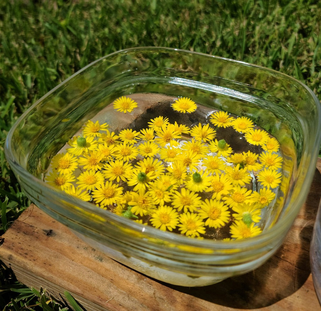Camphorweed Flower Essence - Southern Sol