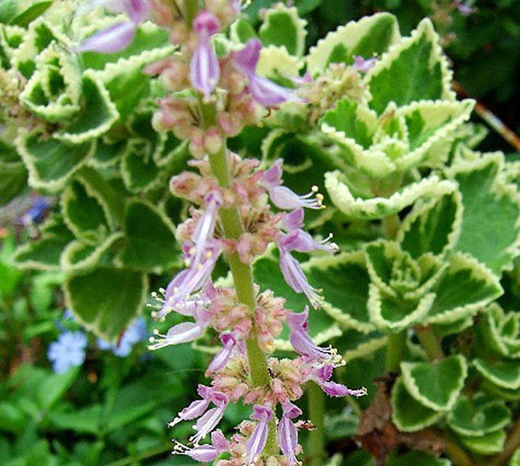 Cuban Oregano Flower Essence - Southern Sol