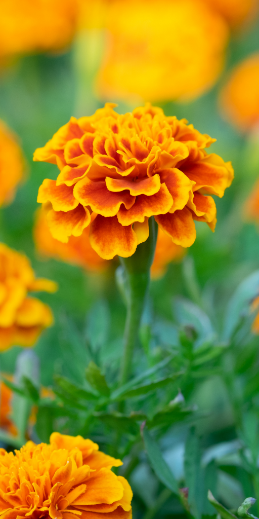 Marigold Flower Essence - Southern Sol