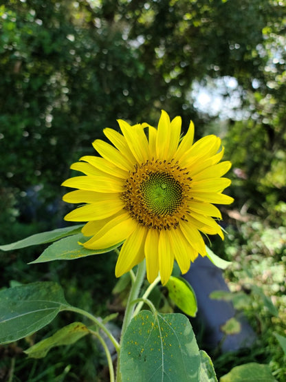 Mexican Sunflower Flower Essence - Southern Sol